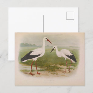 Weißstorch - jung und erwachsen, Illustrationen Postkarte