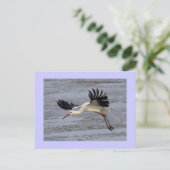 Weißstorch Postkarte (Stehend Vorderseite)