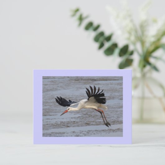 Weißstorch Postkarte (Stehend Vorderseite)