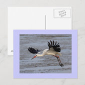 Weißstorch Postkarte (Vorne/Hinten)