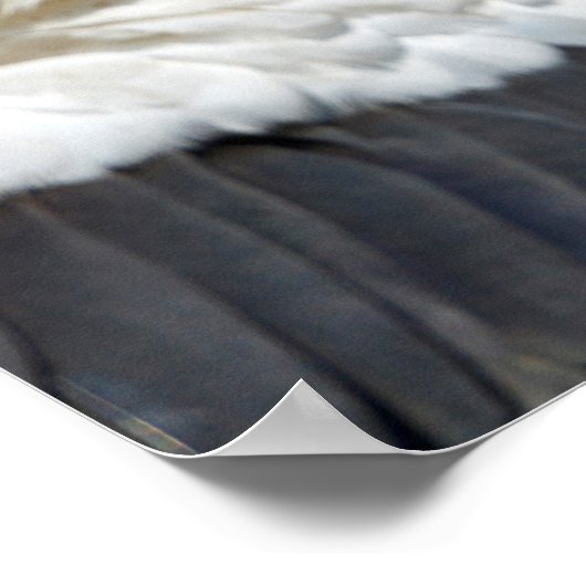 Weißstorch schließen poster (Ecke)