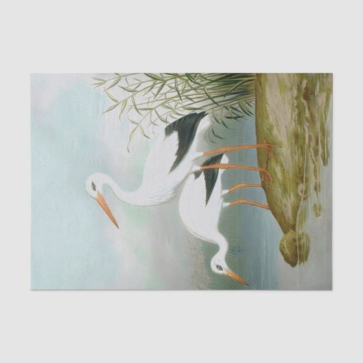 Weißstorch, Vogelbilder Seidenpapier (Vorderseite)
