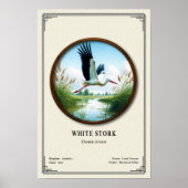 Weißstorch-Zoologie-Serie Poster (Vorne)
