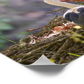 Weißstorche auf ihrem Nest Poster (Ecke)