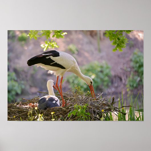 Weißstorche auf ihrem Nest Poster (Vorne)