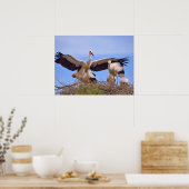 Weißstorchen auf ihrem Nest Poster (Küche)
