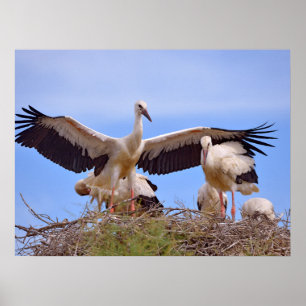 Weißstorchen auf ihrem Nest Poster