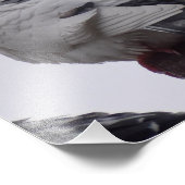 Weißtaube Fotodruck (Ecke)