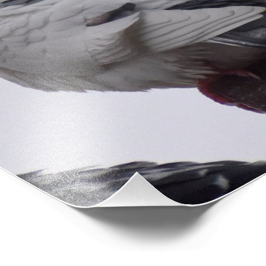 Weißtaube Fotodruck (Ecke)