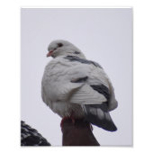 Weißtaube Fotodruck (Vorne)
