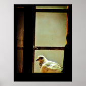 Weißtaube Poster (Vorne)