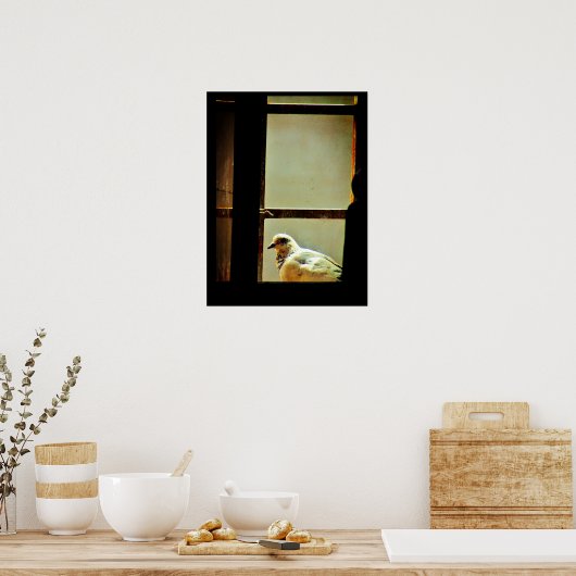 Weißtaube Poster (Küche)