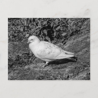 Weißtaube Postkarte