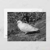 Weißtaube Postkarte (Vorne/Hinten)