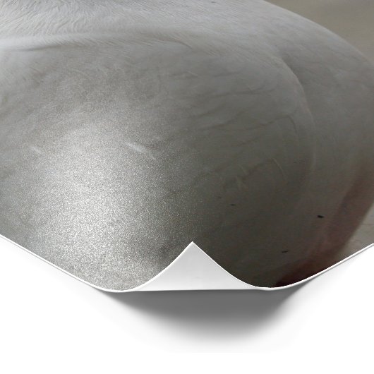 Weißtauben Foto Erweiterung (Ecke)