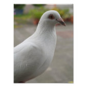 Weißtauben Foto Erweiterung (Vorne)