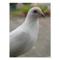 Weißtauben Foto Erweiterung