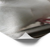 Weißtauben Fotodruck (Ecke)