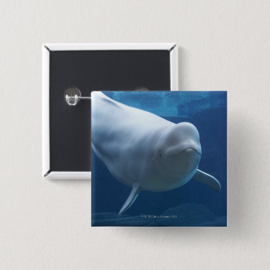 Weißwal (Delphinapterus leucas) Button (Vorne & Hinten)