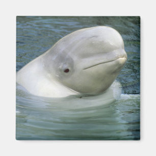 Weißwal, Delphinapterus leucas) Magnet