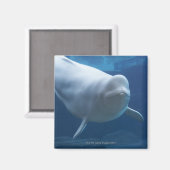 Weißwal (Delphinapterus leucas) Magnet (Vorderseite/Rückseite)