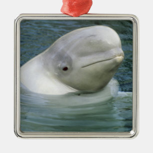 Weißwal, Delphinapterus leucas) Ornament Aus Metall