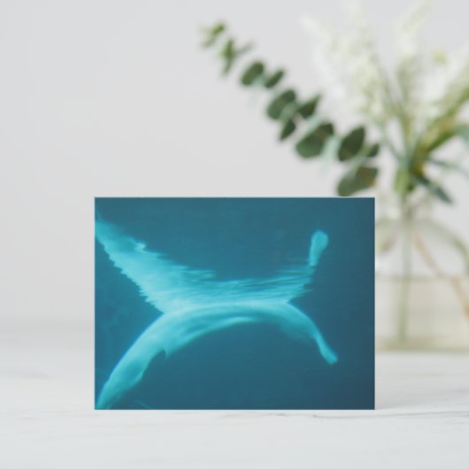 Weißwal-Spalte Postkarte (Stehend Vorderseite)