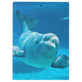 Weißwal-Wal Klemmbrett (Rückseite)