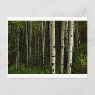 Weißwald Postkarte