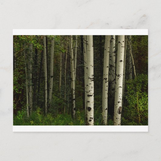 Weißwald Postkarte (Vorderseite)