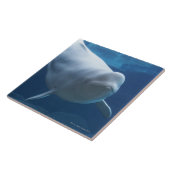 Weißwalwal (Delphinapterus leucas) Fliese (Seite)