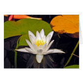 Weißwasserlilie (Vorderseite (Horizontal))