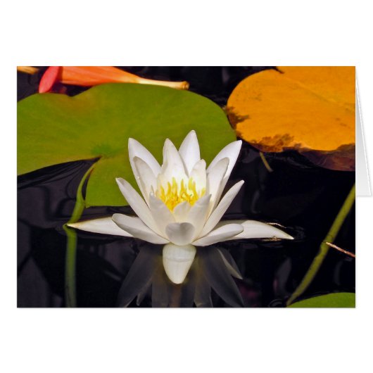 Weißwasserlilie (Vorderseite (Horizontal))