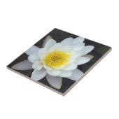 Weißwasserlilie Fliese (Seite)