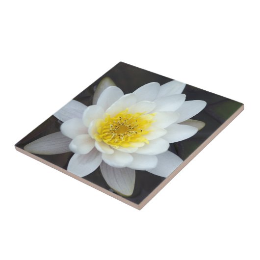 Weißwasserlilie Fliese (Seite)