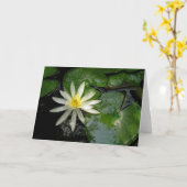 Weißwasserlilie Karte (Gelbe Blume)