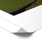 Weißwasserlilie Poster (Ecke)