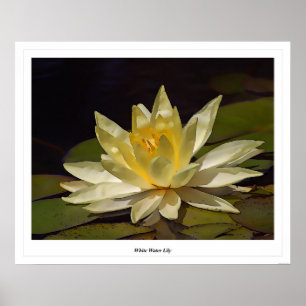Weißwasserlilie Poster