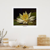 Weißwasserlilie Poster (Küche)