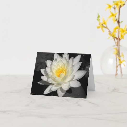 Weißwasserlily-Fotografie Karte (Gelbe Blume)
