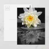 Weißwasserlily-Fotografie Postkarte (Vorne/Hinten)