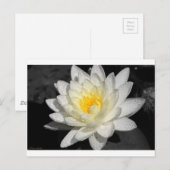 Weißwasserlily-Fotografie Postkarte (Vorne/Hinten)