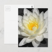 Weißwasserlily-Fotografie Postkarte (Vorne/Hinten)
