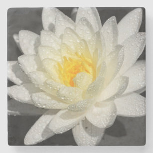 Weißwasserlily-Fotografie Steinuntersetzer