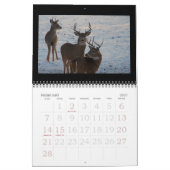Weißwedelhirsch an der Düne! Kalender (Feb 2027)