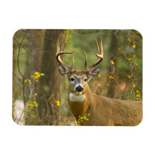 Weißwedelhirsch Bock Whitefish, Montana Magnet