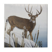 Weißwedelhirsch Fliese (Vorderseite)