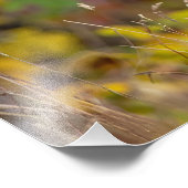 Weißwedelhirsch Fotodruck (Ecke)