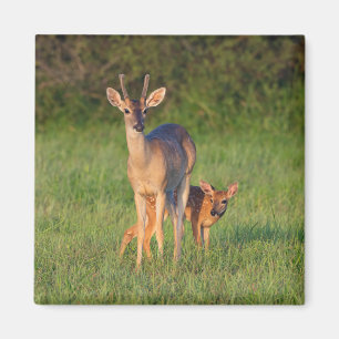 Weißwedelhirsch Grasbewuchs Magnet