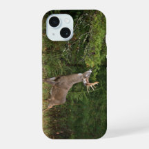 Weißwedelhirsch, Großer Bock am Rand macht Scharrs
